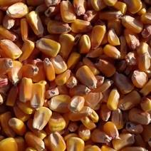 【优质】宁夏新玉米颗粒大量上市万吨现货质量保证现货现发