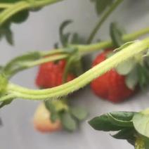 原厂地草莓