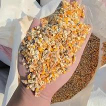 精品碎玉米饲料的配方无沙