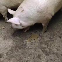胖猪