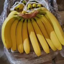 缅甸纯进口香蕉