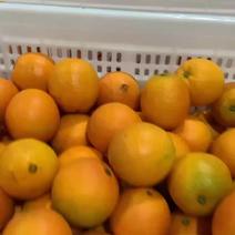 赣南脐橙，纽荷尔脐橙，产地大量供应，支持一件代发