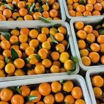 橘子品种多有需要的老板吗？