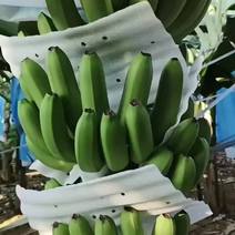 香蕉产地