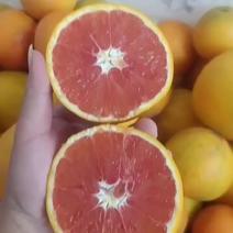 自己家的血橙便宜出售