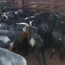 贵州农户散养黑山羊