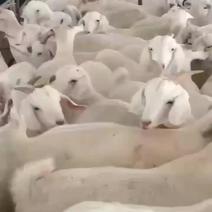 广东梅州大量出售宰杀肉羊量大从优