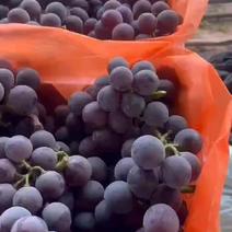 产地葡萄大量供货，要有老板可以和长期供货。