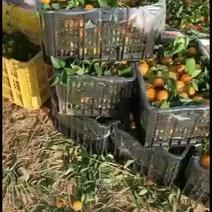老挝砂糖橘，目前货源充足，可大量供货，现货，直签，