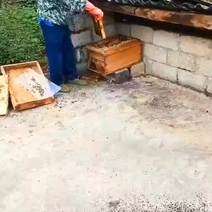 湖北十堰农家土蜂蜜