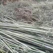 自家有几吨竹子，楠竹，水竹要出售价格合理