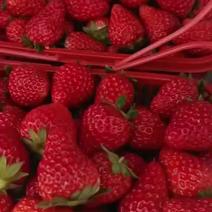 红颜奶油草莓生产基地种植超甜小果2斤净重