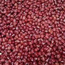 杂粮粉农家红小豆，颗粒饱满，色泽好，易熟欢迎咨询