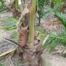 自然高2米以上椰子树