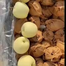 辽南黄元帅苹果大量上市一手货源全国