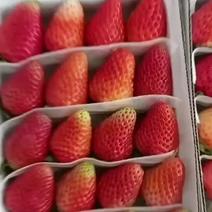 长年供应，夏季草莓，冬季草莓，发往全国各地