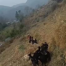 贵州跑山羊
