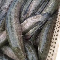 水产品黑鱼苗及黑鱼商品鱼批发