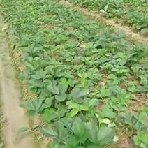 精品草莓苗产地直发品质保证量大从优欢迎