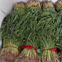 红根蒜苗大量供应到春节不断货。