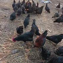散养的五黑公鸡，自家养的，欢迎老板恰淡