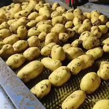 实验一号土豆黄心土豆龙丹沃土品种齐全来电洽谈货量稳定产地直发