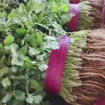 河南省安阳市滑县万亩蔬菜基地香菜一手货源欢迎洽谈
