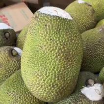 云南西双版纳红肉菠萝蜜青皮新鲜水果一件代发批发泰国越南