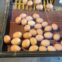 自家养鸡场养殖土鸡蛋