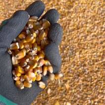 黄玉米（精品）内蒙古玉米大量上市，价格，质量保证，