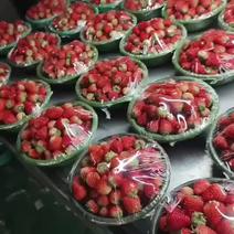 红颜草莓供应