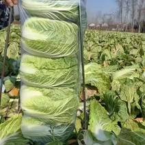 湖北荆门大量供应黄心白菜产地直发一手货源批发品质保证