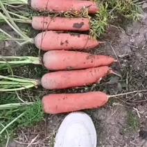 胡萝卜，品种有三红和本地，质量好，产地直发，欢迎采购