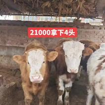 300-500斤小公牛