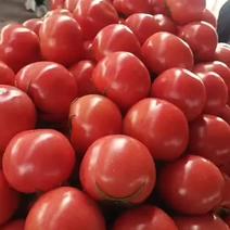 山东聊城精品硬粉西红柿，品质保证，产地直发，欢迎