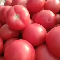 八里湾硬粉西红柿