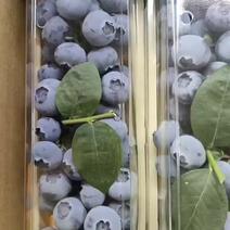 丹东精品蓝莓大量上市品质上乘价格美丽对接商超市场