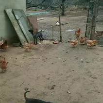 农村散养土鸡