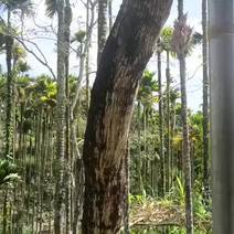 海南黄花梨树，围经80CmX5米