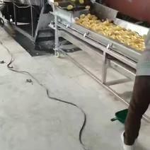 土豆清洗机组合