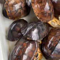 1.5-1.9斤南石龟，打包便宜，需要的