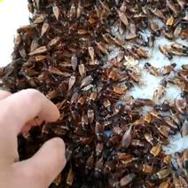 冻货蟋蟀，食用蟋蟀大亚，油葫芦，30天母带籽蟋蟀