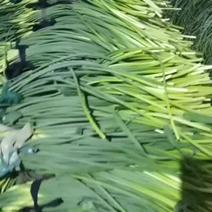 商河大蒜种植基地大量供应新鲜蒜苔，红白帽都有品种齐全