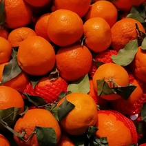 爱媛果冻橙批发价是多少钱一斤