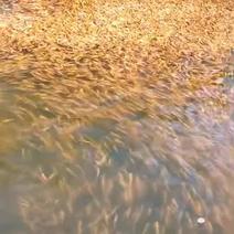 金丝草鱼，黄金鲩鱼苗，病毒少，易养殖适合池塘水库养殖