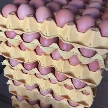 鸡蛋新鲜鸡蛋农家土鸡蛋绿壳蛋