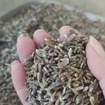 出售商洛本地朱砂点苍术种籽，干净无杂质