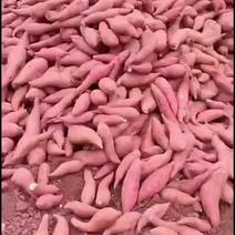 西瓜红红薯地瓜现挖现发可一件代发对接市场商超电商价格划算