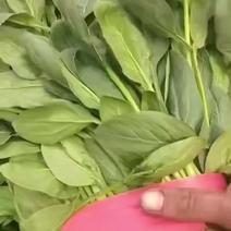 小叶菠菜