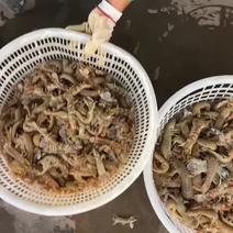 母蟹，皮皮虾大量有货，批发零售，专做高质量可以接自助